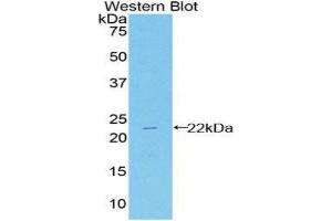 Western Blotting (WB) image for anti-Heat Shock 27kDa Protein 2 (HSPB2) (AA 12-170) antibody (ABIN1859222) (HSPB2 Antikörper  (AA 12-170))
