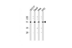 All lanes : Anti-B7H6 Antibody (C-term) at 1:2000 dilution Lane 1: 293T/17 whole cell lysate Lane 2: Daudi whole cell lysate Lane 3: Hela whole cell lysate Lane 4: K562 whole cell lysate Lysates/proteins at 20 μg per lane. (B7-H6 Antikörper  (C-Term))