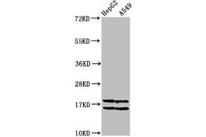Western Blot Positive WB detected in: HepG2 whole cell lysate, A549 whole cell lysate (All treated with 30 mM sodium butyrate for 4h) All lanes: HIST1H2AG antibody at 1 μg/mL Secondary Goat polyclonal to rabbit IgG at 1/50000 dilution Predicted band size: 15 kDa Observed band size: 15 kDa (HIST1H2AG Antikörper  (acLys36))