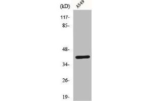 Western Blot analysis of A549 cells using Connexin 43 Polyclonal Antibody (Connexin 43/GJA1 Antikörper  (C-Term))