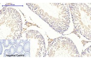 Immunohistochemical analysis of paraffin-embedded rat testis tissue.