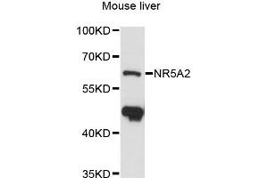 Western blot analysis of extracts of mouse liver, using NR5A2 antibody (ABIN6290055) at 1:3000 dilution. (NR5A2 + LRH1 Antikörper)