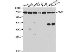 Western blot analysis of extracts of various cell lines, using CD33 Antibody. (CD33 Antikörper)