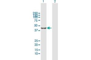 Western Blot analysis of BHMT2 expression in transfected 293T cell line by BHMT2 MaxPab polyclonal antibody.