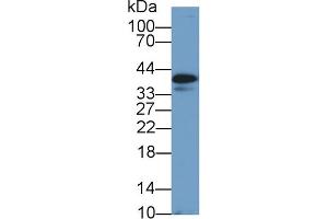 Western Blot; Sample: Canine Heart lysate; Primary Ab: 1µg/ml Rabbit Anti-Canine CLU Antibody Second Ab: 0.