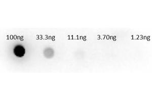 Dot Blot of Sheep anti-Aspartate Transaminase Antibody. (Aspartate Transaminase Antikörper  (HRP))