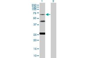 Western Blot analysis of NR2C2 expression in transfected 293T cell line by NR2C2 MaxPab polyclonal antibody. (TR4 Antikörper  (AA 1-530))