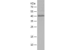 Western Blotting (WB) image for Cytochrome C Oxidase Subunit IV Isoform 2 (Lung) (COX4I2) (AA 1-171) protein (His-IF2DI Tag) (ABIN7122573) (COX4I2 Protein (AA 1-171) (His-IF2DI Tag))