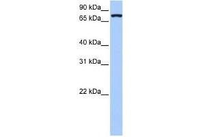 NLGN4X antibody used at 1 ug/ml to detect target protein. (Neuroligin 4 Antikörper  (Middle Region))