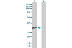 Western Blot analysis of COMTD1 expression in transfected 293T cell line by COMTD1 MaxPab polyclonal antibody.