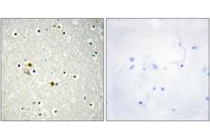 Immunohistochemistry analysis of paraffin-embedded human brain tissue, using DNL1 Antibody.