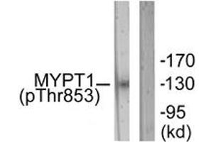 Western blot analysis of extracts from NIH-3T3 cells, using MYPT1 (Phospho-Thr853) Antibody. (PPP1R12A Antikörper  (pThr853))