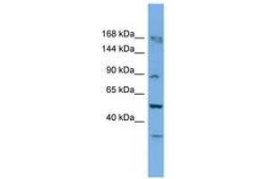 Image no. 1 for anti-TATA Box Binding Protein (TBP)-Associated Factor, RNA Polymerase I, C, 110kDa (TAF1C) (AA 701-750) antibody (ABIN6745644) (TAF1C Antikörper  (AA 701-750))