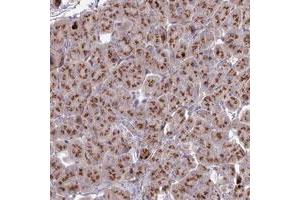 Immunohistochemical staining of human pancreas with HS2ST1 polyclonal antibody  shows strong granular cytoplasmic positivity in exocrine glandular cells.