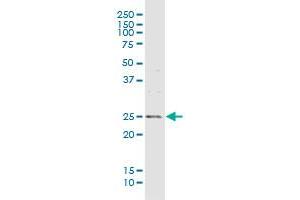 MREG MaxPab rabbit polyclonal antibody. (MREG Antikörper  (AA 1-214))