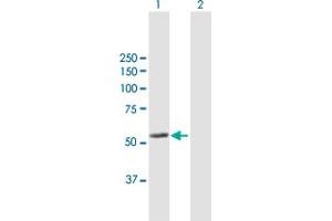 Western Blot analysis of LAP3 expression in transfected 293T cell line by LAP3 MaxPab polyclonal antibody. (LAP3 Antikörper  (AA 1-519))