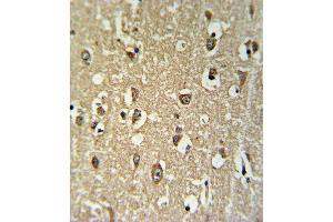 CHRNA3 Antibody IHC analysis in formalin fixed and paraffin embedded brain tissue followed by peroxidase conjugation of the secondary antibody and DAB staining.