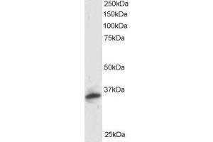 ABIN184933 staining (1µg/ml) of Human Kidney lysate (RIPA buffer, 30µg total protein per lane).