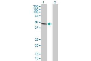 Western Blot analysis of ALLC expression in transfected 293T cell line by ALLC MaxPab polyclonal antibody. (Allantoicase Antikörper  (AA 1-409))