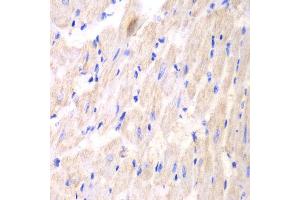 Immunohistochemistry (IHC) image for anti-14-3-3 theta (YWHAQ) (AA 1-245) antibody (ABIN3023376) (14-3-3 theta Antikörper  (AA 1-245))