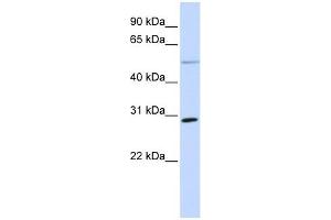 MFAP4 antibody used at 1 ug/ml to detect target protein.