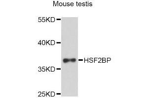 Western blot analysis of extracts of mouse testis, using HSF2BP Antibody. (HSF2BP Antikörper)