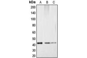 Western blot analysis of CREB (pS121) expression in HepG2 colchicine-treated (A), mouse kidney (B), rat kidney (C) whole cell lysates. (CREB1 Antikörper  (pSer121))