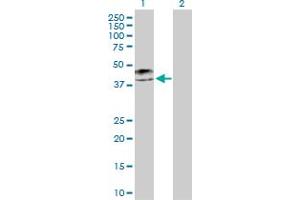 Western Blot analysis of KRT19 expression in transfected 293T cell line by KRT19 MaxPab polyclonal antibody.