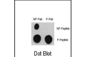 Dot blot analysis of Phospho-ATF2- Antibody (ABIN389760 and ABIN2839684) and ATF2 Non Phospho-specific Pab on nitrocellulose membrane. (ATF2 Antikörper  (pSer322))