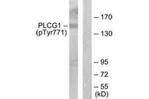 Western blot analysis of extracts from COS7 cells treated with EGF 200ng/ml 30', using PLCG1 (Phospho-Tyr771) Antibody. (Phospholipase C gamma 1 Antikörper  (pTyr771))