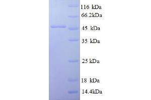 SDS-PAGE (SDS) image for Ephrin A1 (EFNA1) (AA 18-182) protein (GST tag) (ABIN5709443)