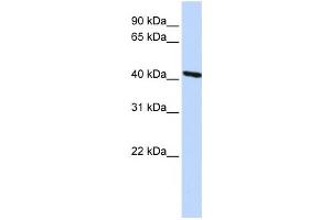 Western Blotting (WB) image for anti-Tropomodulin 3 (TMOD3) antibody (ABIN2459847) (TMOD3 Antikörper)