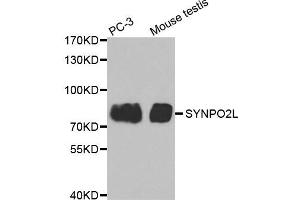 Western Blotting (WB) image for anti-Synaptopodin 2-Like (SYNPO2L) antibody (ABIN1875591)