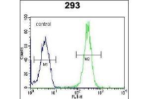 LRRC57 Antibody (C-term) (ABIN654494 and ABIN2844226) flow cytometric analysis of 293 cells (right histogram) compared to a negative control cell (left histogram). (LRRC57 Antikörper  (C-Term))