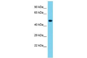 Host: Rabbit Target Name: Nle1 Sample Type: Mouse Brain lysates Antibody Dilution: 1. (NLE1 Antikörper  (C-Term))