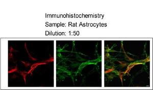 Sample type:    Rat Astrocytes  Dilution:    1:50 (MLC1 Antikörper  (Middle Region))