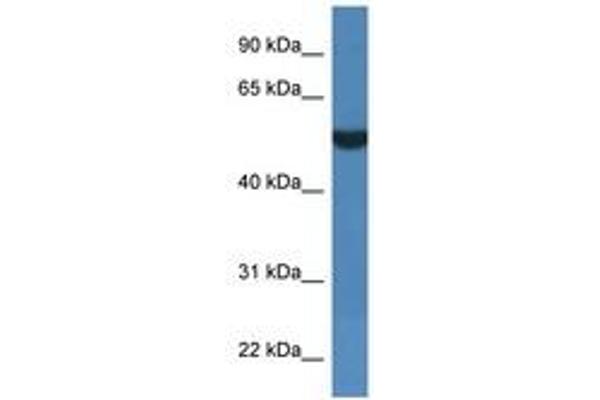 FSD1L 抗体  (AA 328-377)