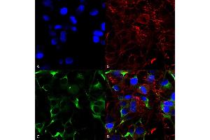 Immunocytochemistry/Immunofluorescence analysis using Mouse Anti-SNAT1 Monoclonal Antibody, Clone S104-32 (ABIN2482523). (SLC38A1 Antikörper  (AA 1-63) (PerCP))
