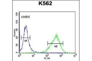 UPK1B Antibody (Center) (ABIN653680 and ABIN2843007) flow cytometric analysis of K562 cells (right histogram) compared to a negative control (left histogram). (Uroplakin 1B Antikörper  (AA 159-188))