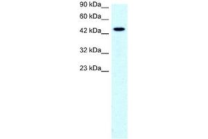 SLC17A2 antibody used at 0. (SLC17A2 Antikörper)