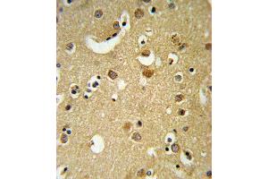 GABRA2 Antibody (C-term) (ABIN653245 and ABIN2842770) IHC analysis in formalin fixed and paraffin embedded brain tissue followed by peroxidase conjugation of the secondary antibody and DAB staining.