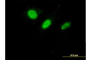 Immunofluorescence (IF) image for anti-DnaJ (Hsp40) Homolog, Subfamily C, Member 7 (DNAJC7) (AA 1-484) antibody (ABIN563277)