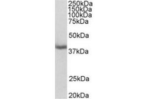 Image no. 1 for anti-Mortality Factor 4 Like 1 (MORF4L1) (N-Term) antibody (ABIN487997) (MORF4L1 Antikörper  (N-Term))