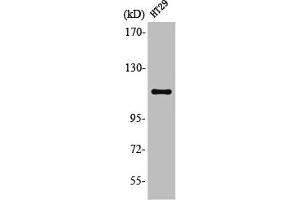 Western Blot analysis of HT29 cells using Lfc Polyclonal Antibody (ARHGEF2 Antikörper)