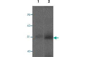 Western blot analysis of FBXL16 in human spleen tissue lysate with FBXL16 polyclonal antibody  at 0. (FBXL16 Antikörper  (C-Term))