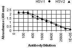 ELISA image for anti-Herpes Simplex Virus ICP5 (HSV ICP5) antibody (ABIN265569)