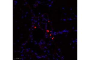 Immunofluorescence of paraffin embedded mouse brain using Enfb3 (ABIN7073845) at dilution of 1: 600 (250x lens) (Ephrin B3 Antikörper)