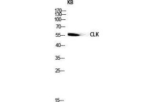 Western Blot (WB) analysis of KB lysis using CLK1 antibody. (CLK1 Antikörper  (Internal Region))