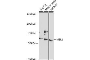 Western blot analysis of extracts of various cell lines, using MSL2 antibody (ABIN6133171, ABIN6144069, ABIN6144070 and ABIN6216970) at 1:3000 dilution. (MSL2 Antikörper  (AA 328-577))