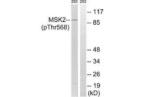 Western blot analysis of extracts from 293 cells, treated with H2O2 (100uM, 15 mins), using MSK2 (Phospho-Thr568) antibody. (MSK2 Antikörper  (pThr568))